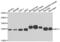 NFU1 iron-sulfur cluster scaffold homolog, mitochondrial antibody, PA5-77130, Invitrogen Antibodies, Western Blot image 