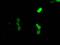 CUGBP Elav-Like Family Member 1 antibody, MA5-25053, Invitrogen Antibodies, Immunocytochemistry image 