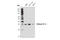 Histone Cluster 1 H1 Family Member E antibody, 41328S, Cell Signaling Technology, Western Blot image 
