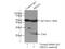Peroxiredoxin 1 antibody, 15816-1-AP, Proteintech Group, Immunoprecipitation image 