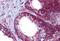 MOT antibody, MBS247343, MyBioSource, Immunohistochemistry paraffin image 