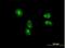 Bystin Like antibody, H00000705-B01P, Novus Biologicals, Immunocytochemistry image 