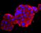 Calbindin 1 antibody, NBP2-67200, Novus Biologicals, Immunofluorescence image 