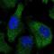 Leucine Carboxyl Methyltransferase 2 antibody, NBP1-82997, Novus Biologicals, Immunofluorescence image 
