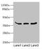 Leucine Rich Repeats And Transmembrane Domains 1 antibody, MBS7001253, MyBioSource, Western Blot image 
