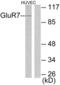 Glutamate Metabotropic Receptor 7 antibody, LS-C118467, Lifespan Biosciences, Western Blot image 