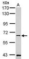 Transmembrane Serine Protease 13 antibody, PA5-30935, Invitrogen Antibodies, Western Blot image 