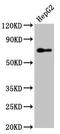 Peroxisomal targeting signal 1 receptor antibody, LS-C670915, Lifespan Biosciences, Western Blot image 