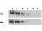 Mesothelin antibody, TA319549, Origene, Western Blot image 