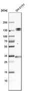 Elastin Microfibril Interfacer 1 antibody, HPA002822, Atlas Antibodies, Western Blot image 