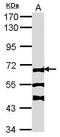 FA Complementation Group C antibody, TA308740, Origene, Western Blot image 