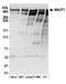 Microtubule-actin cross-linking factor 1 antibody, A304-564A, Bethyl Labs, Western Blot image 