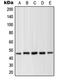Mitogen-Activated Protein Kinase Kinase 1 antibody, orb214456, Biorbyt, Western Blot image 