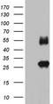 VSIG3 antibody, TA803763, Origene, Western Blot image 