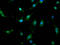 Ubiquitin Protein Ligase E3 Component N-Recognin 1 antibody, LS-C673374, Lifespan Biosciences, Immunofluorescence image 