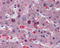 CUGBP Elav-Like Family Member 1 antibody, TA345754, Origene, Immunohistochemistry paraffin image 