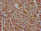 Prickle Planar Cell Polarity Protein 3 antibody, CSB-PA018678PA01HU, Cusabio, Immunohistochemistry frozen image 