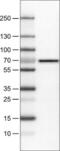 Bile acyl-CoA synthetase antibody, NBP2-52881, Novus Biologicals, Western Blot image 