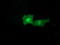 Carboxy-terminal domain RNA polymerase II polypeptide A small phosphatase 1 antibody, LS-C785480, Lifespan Biosciences, Immunofluorescence image 