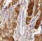 Aspartate aminotransferase, cytoplasmic antibody, FNab03568, FineTest, Immunohistochemistry frozen image 