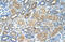 Ribosomal Protein L8 antibody, 29-218, ProSci, Western Blot image 