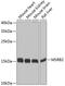 Methionine-R-sulfoxide reductase B2, mitochondrial antibody, GTX33327, GeneTex, Western Blot image 