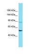 Chromosome 11 Open Reading Frame 87 antibody, orb326937, Biorbyt, Western Blot image 