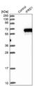 Pc4 antibody, PA5-54985, Invitrogen Antibodies, Western Blot image 