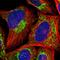 Mitochondrial Ribosomal Protein S36 antibody, HPA035802, Atlas Antibodies, Immunofluorescence image 