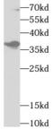 U2 Small Nuclear RNA Auxiliary Factor 1 antibody, FNab09137, FineTest, Western Blot image 