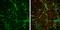Vesicle Associated Membrane Protein 2 antibody, GTX133241, GeneTex, Immunocytochemistry image 