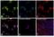BCL6 Transcription Repressor antibody, PA5-27390, Invitrogen Antibodies, Immunofluorescence image 