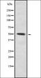 Zinc Finger Protein 280A antibody, orb378421, Biorbyt, Western Blot image 