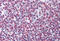 KH-Type Splicing Regulatory Protein antibody, MBS246006, MyBioSource, Immunohistochemistry frozen image 