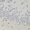 Protein Kinase AMP-Activated Non-Catalytic Subunit Beta 2 antibody, 14-931, ProSci, Immunohistochemistry frozen image 