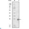 Fibulin 5 antibody, LS-C812471, Lifespan Biosciences, Immunohistochemistry paraffin image 