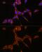 DD3 antibody, GTX55499, GeneTex, Immunofluorescence image 