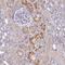 Myelin Regulatory Factor Like antibody, NBP2-14374, Novus Biologicals, Immunohistochemistry frozen image 