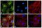 Rat IgG Isotype Control antibody, A-21470, Invitrogen Antibodies, Immunofluorescence image 
