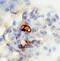 Podocan antibody, AF3104, R&D Systems, Western Blot image 