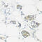 N-Myristoyltransferase 1 antibody, 23-709, ProSci, Immunohistochemistry frozen image 