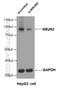 NOP2/Sun RNA Methyltransferase 2 antibody, 20854-1-AP, Proteintech Group, Western Blot image 
