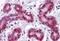 TSC22 Domain Family Member 3 antibody, MBS246470, MyBioSource, Immunohistochemistry paraffin image 