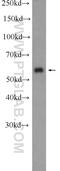 Schwannomin-interacting protein 1 antibody, 11939-1-AP, Proteintech Group, Western Blot image 