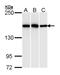 High Density Lipoprotein Binding Protein antibody, LS-C109476, Lifespan Biosciences, Western Blot image 