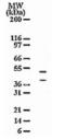Serine protease HTRA2, mitochondrial antibody, ALX-804-427-C100, Enzo Life Sciences, Western Blot image 