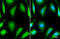 Oxoglutarate Dehydrogenase antibody, GTX105124, GeneTex, Immunofluorescence image 