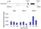Ribosomal Protein S6 antibody, 701374, Invitrogen Antibodies, Chromatin Immunoprecipitation image 