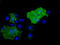 Butyrophilin Subfamily 1 Member A1 antibody, TA501531, Origene, Immunofluorescence image 