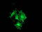 Protein Kinase C Epsilon antibody, M01151-1, Boster Biological Technology, Immunofluorescence image 